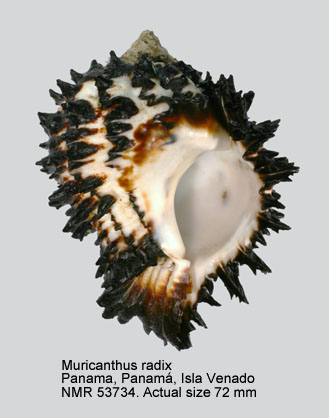 Hexaplex radix.jpg - Muricanthus radix(Gmelin,1791)